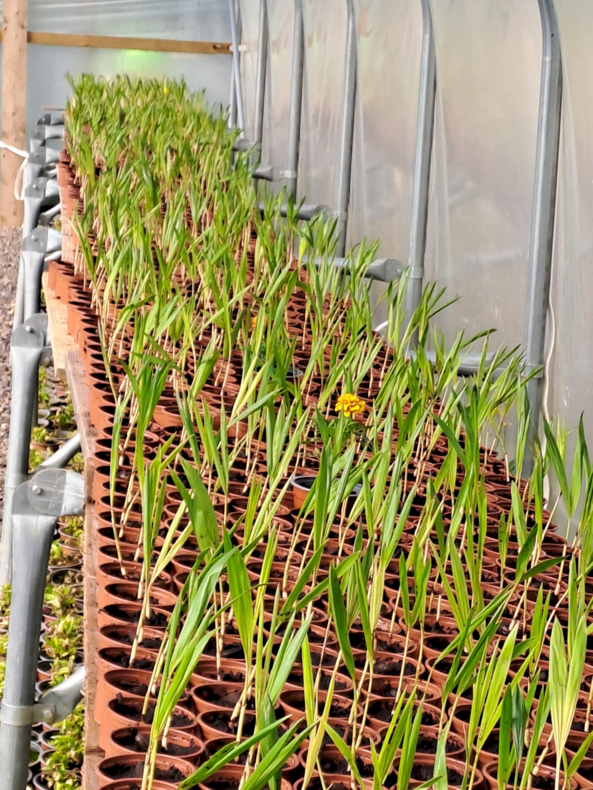 Seedlings planted into 10cm pots