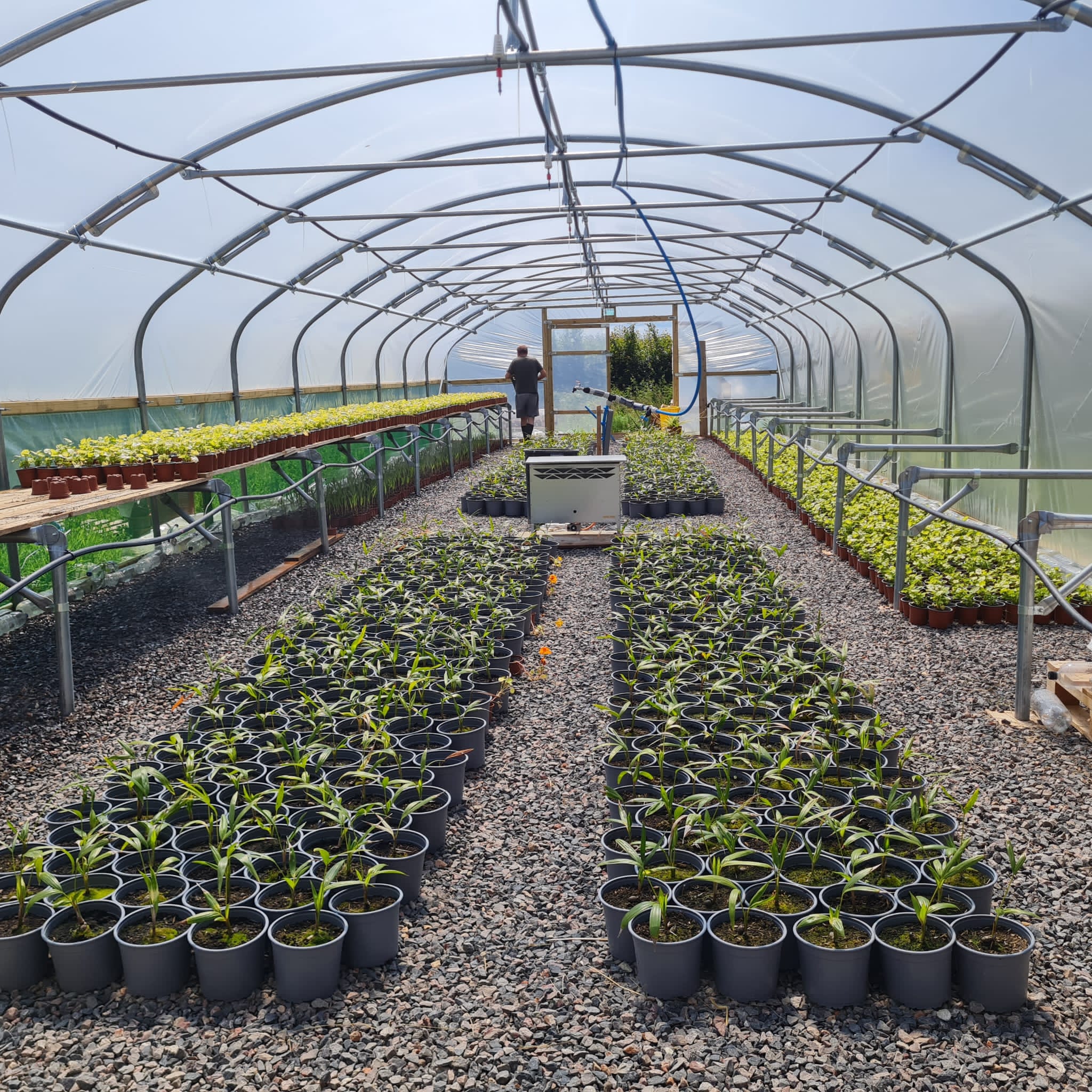 Year old plants re-potted into 18cm pots