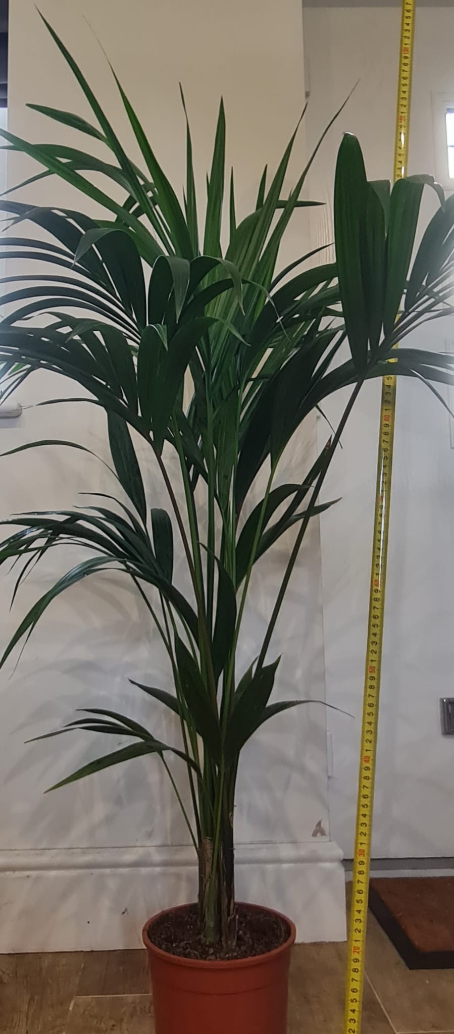 1.2m Kentia after 8 years