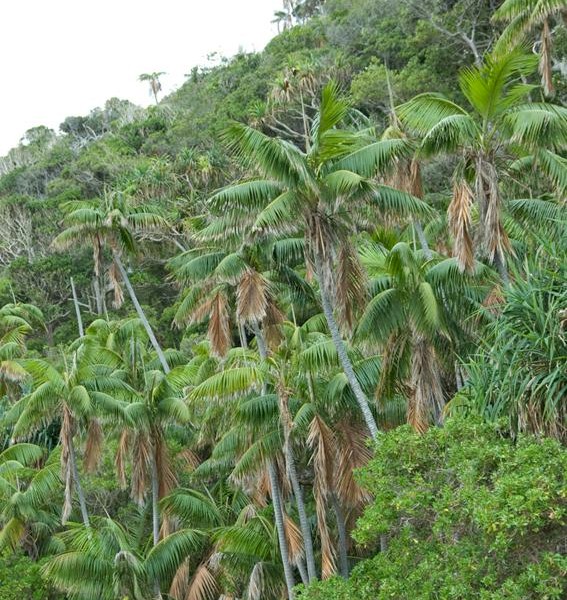 Kentia in Howea Islands