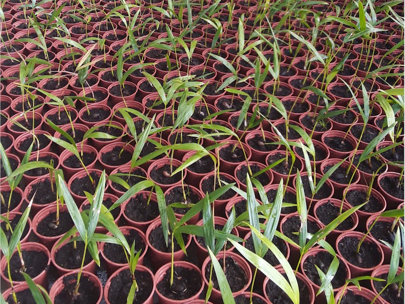 Rooted plantlets