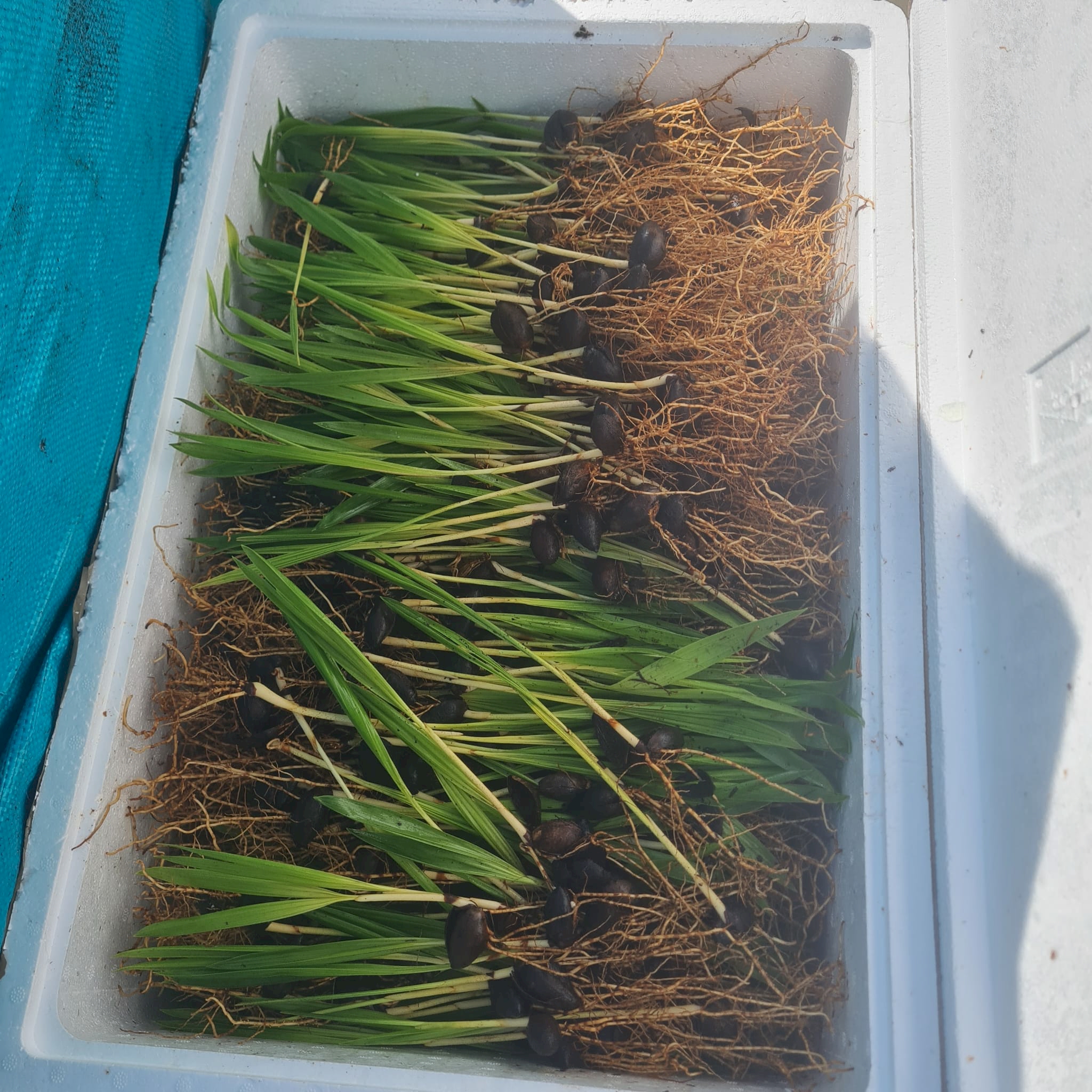 Rooted seedlings from Howea Islands