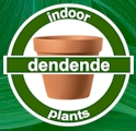 Dendende - Quality Indoor Plants