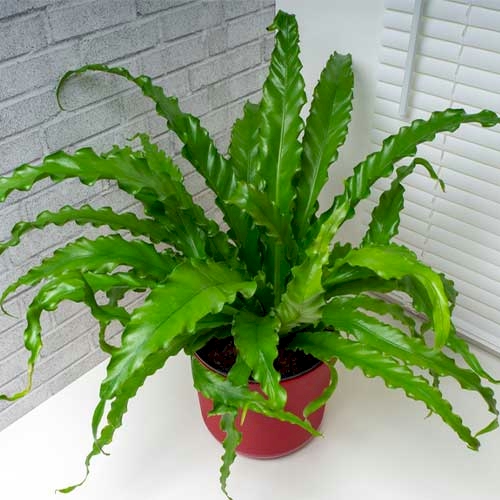 Bird�s Nest Fern, Asplenium nidus