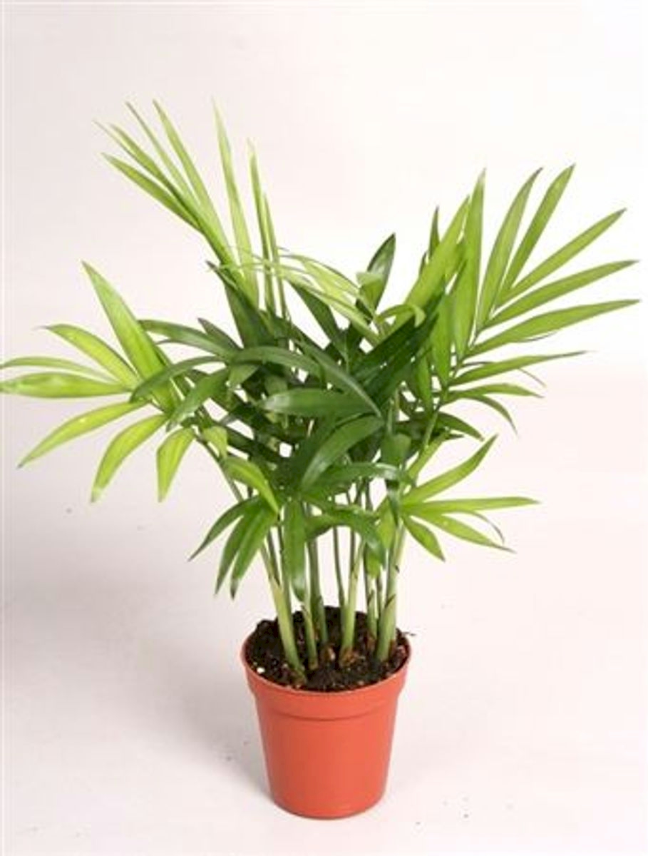Love Palm, Chamaedorea elegans
