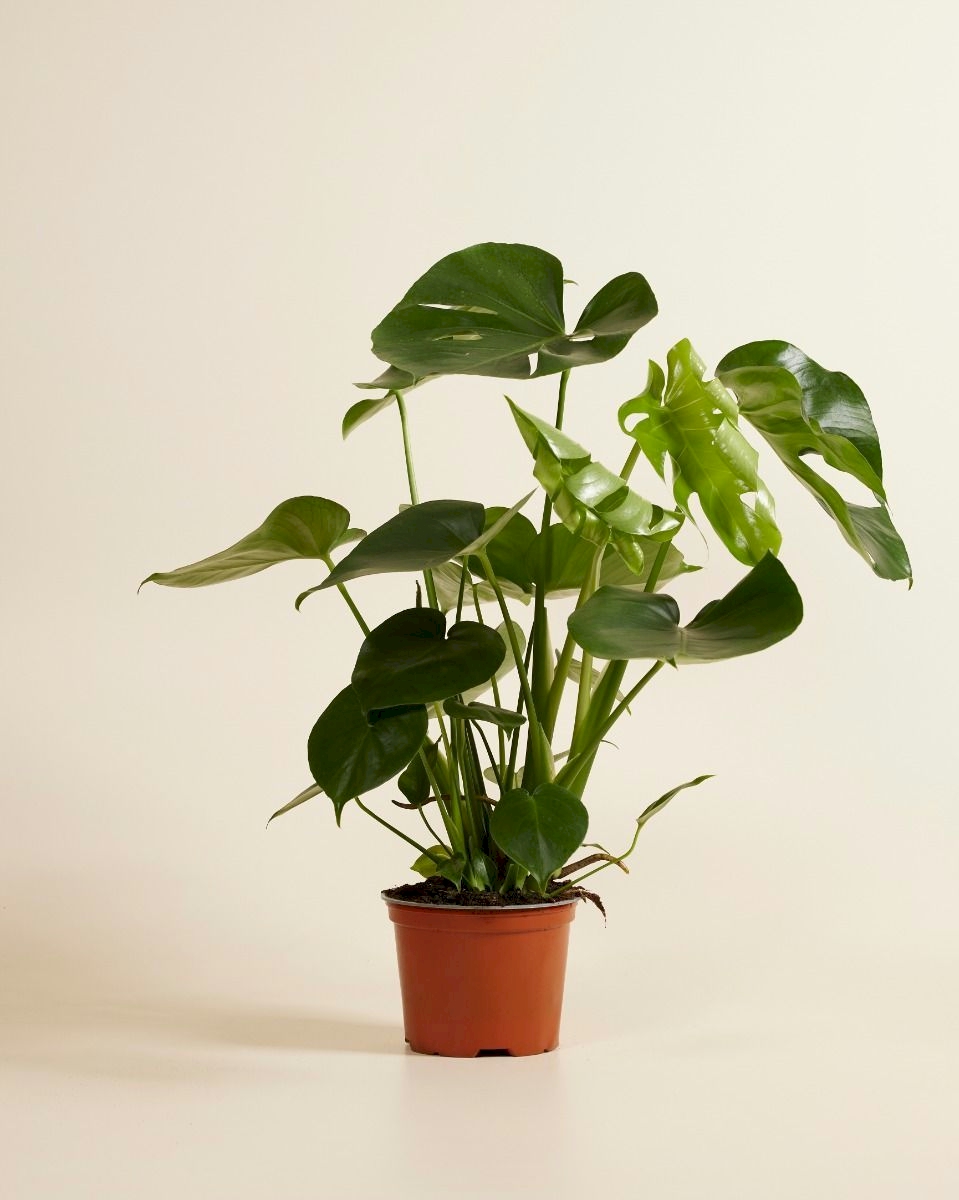 Monstera Deliciosa - Swiss Cheese Plant