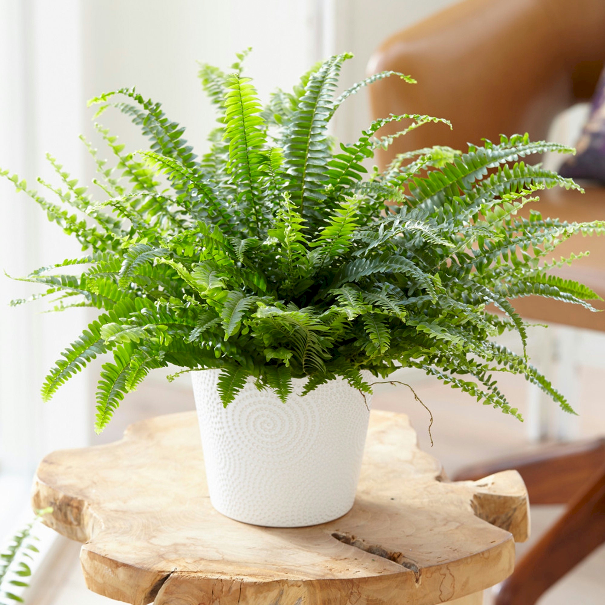 Nephrolepis Boston Fern