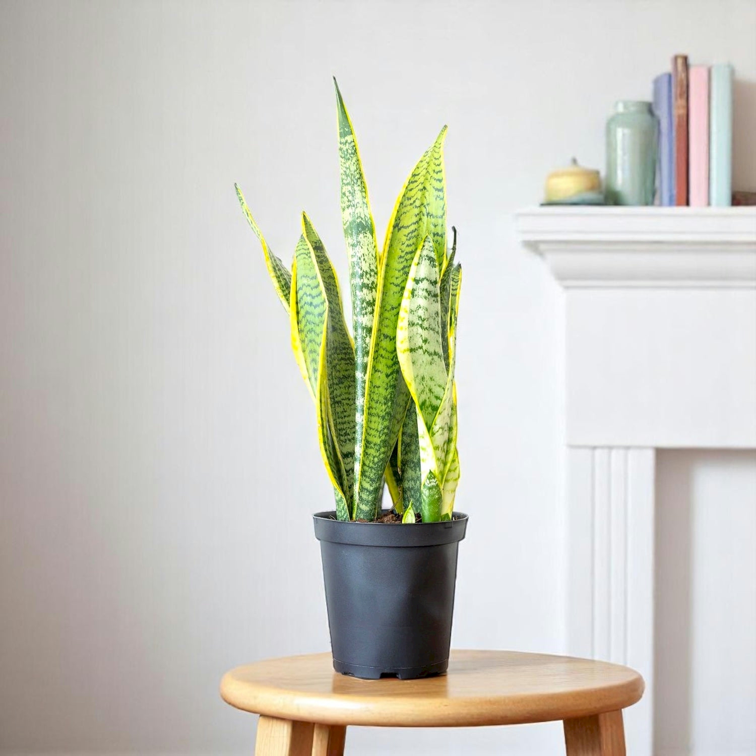 Sansevieria Laurenti, Snake Plant