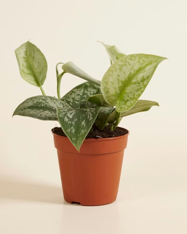 Scindapsus pictus