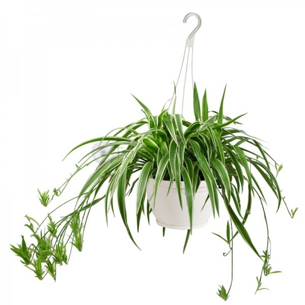 Hen & Chicken hanging Bowl