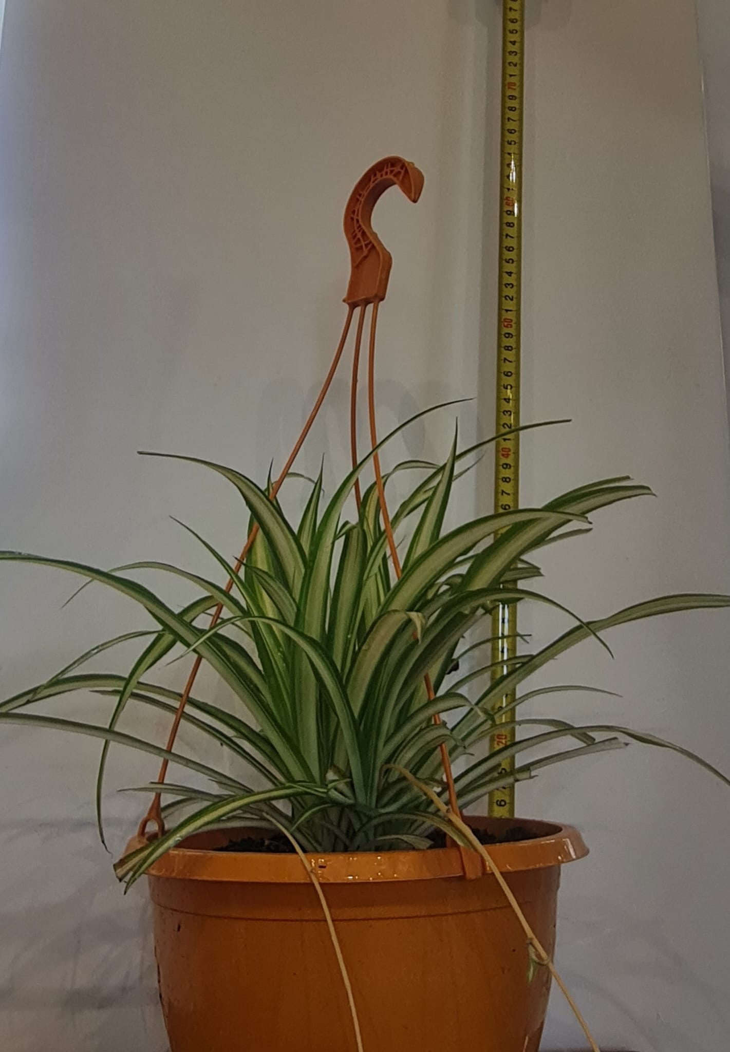 20cm Spider Plant Hanging Bowl