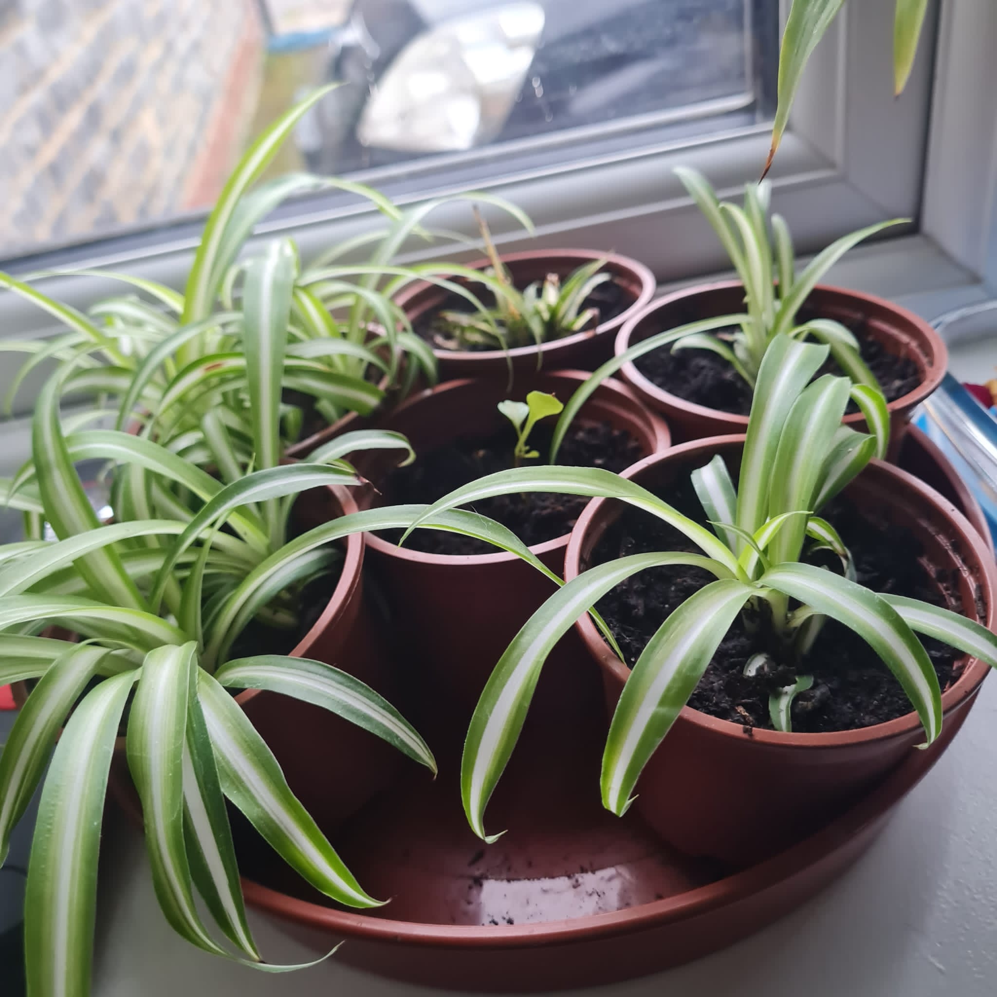 Hen & Chickens - Spider plants