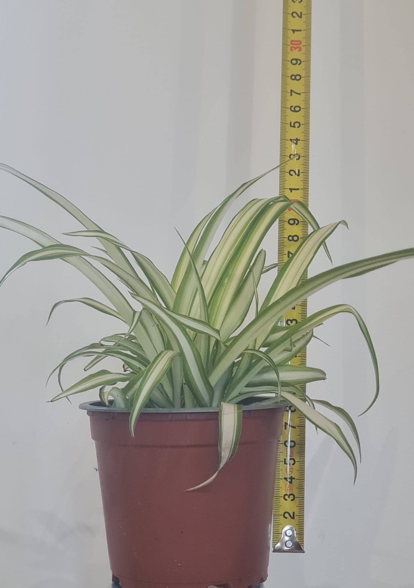 12cm Spider Plant
