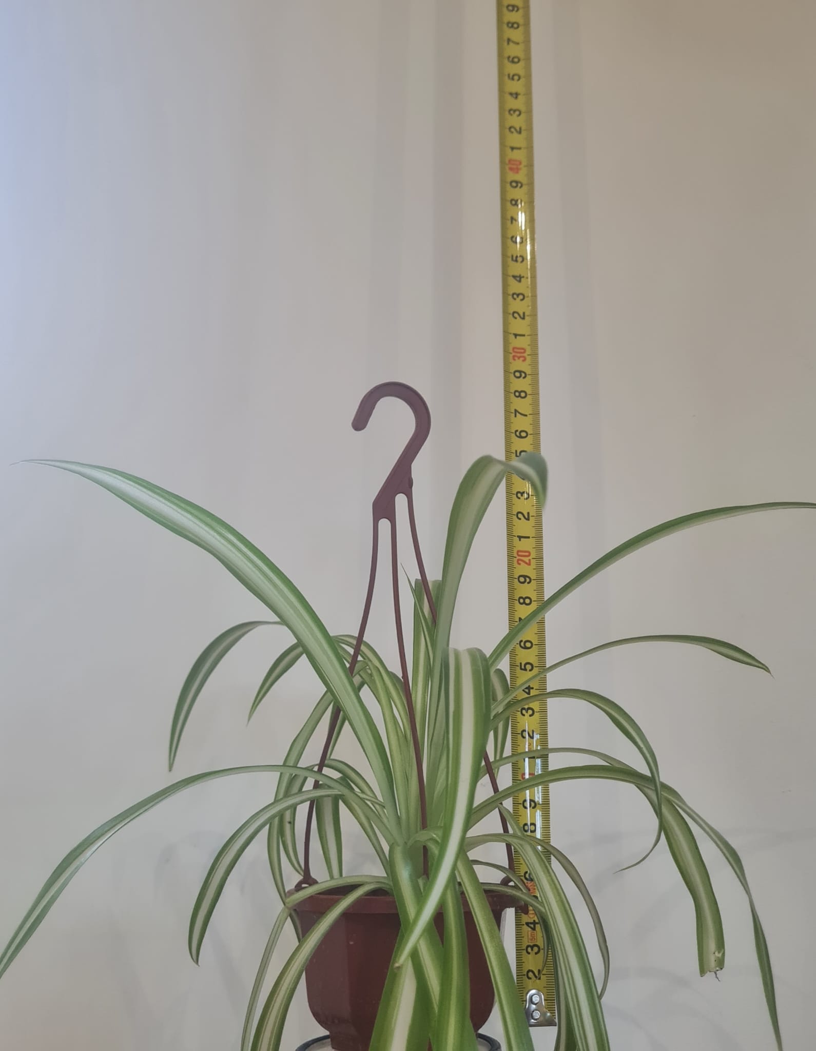 10cm Spider Plant Hanging Bowl