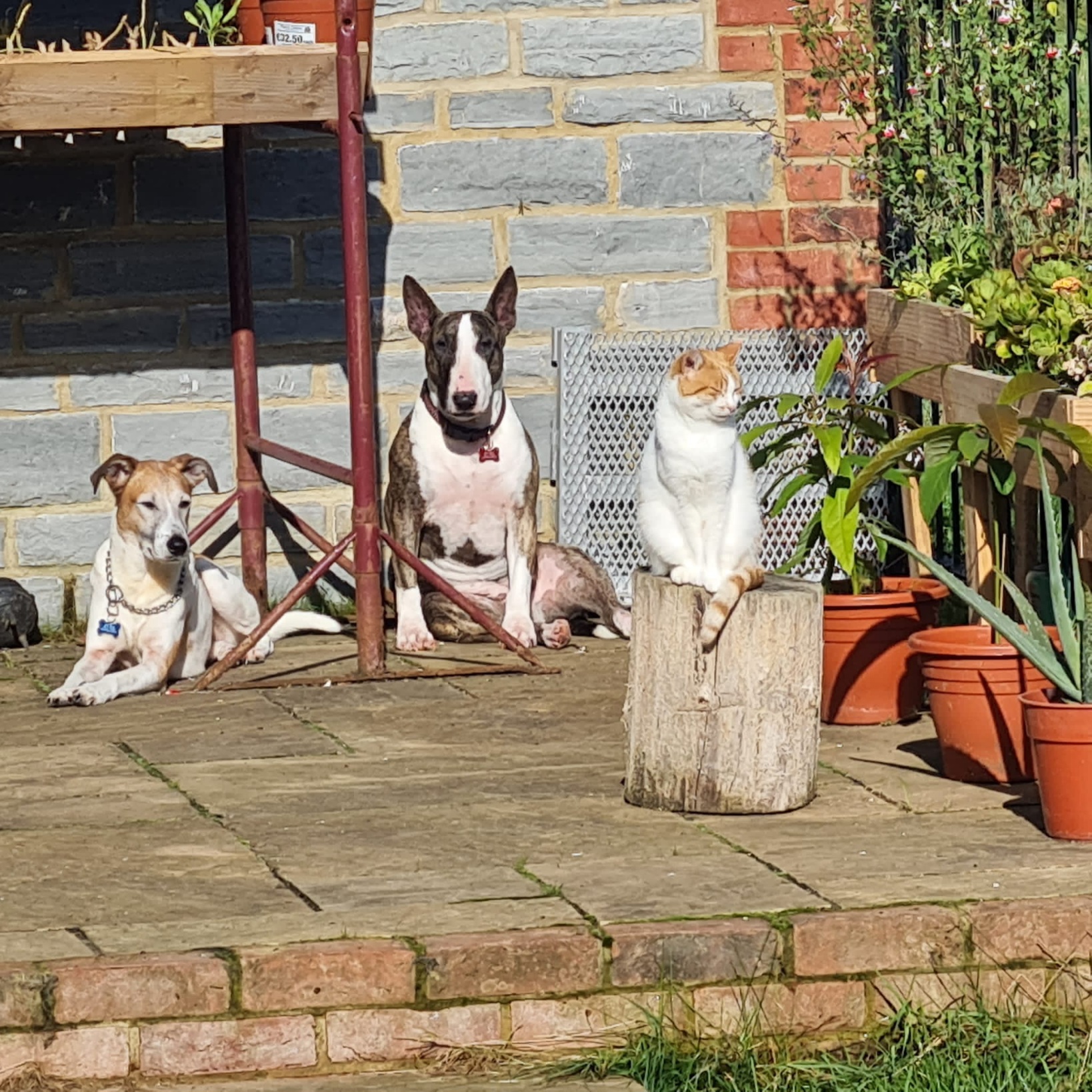 Frodo, Arwen & Taylor