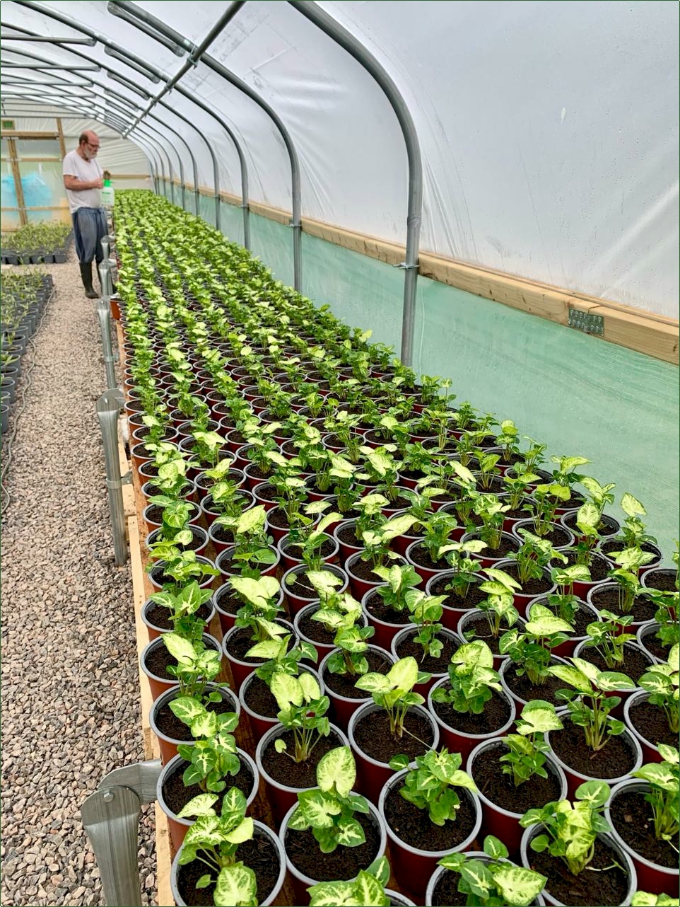 Plantlets potted into 12cm pots
