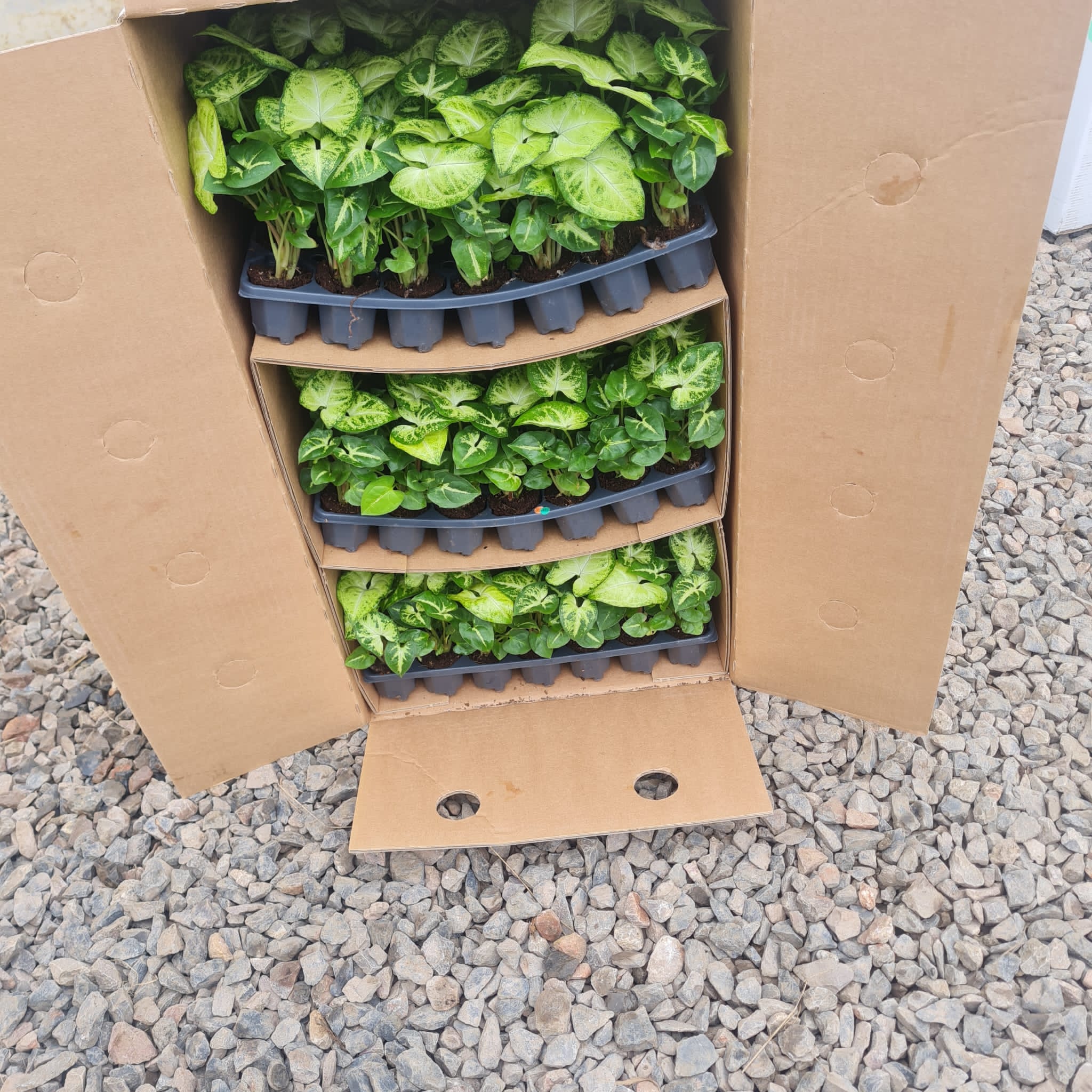 Rooted tissue culture plants in trays