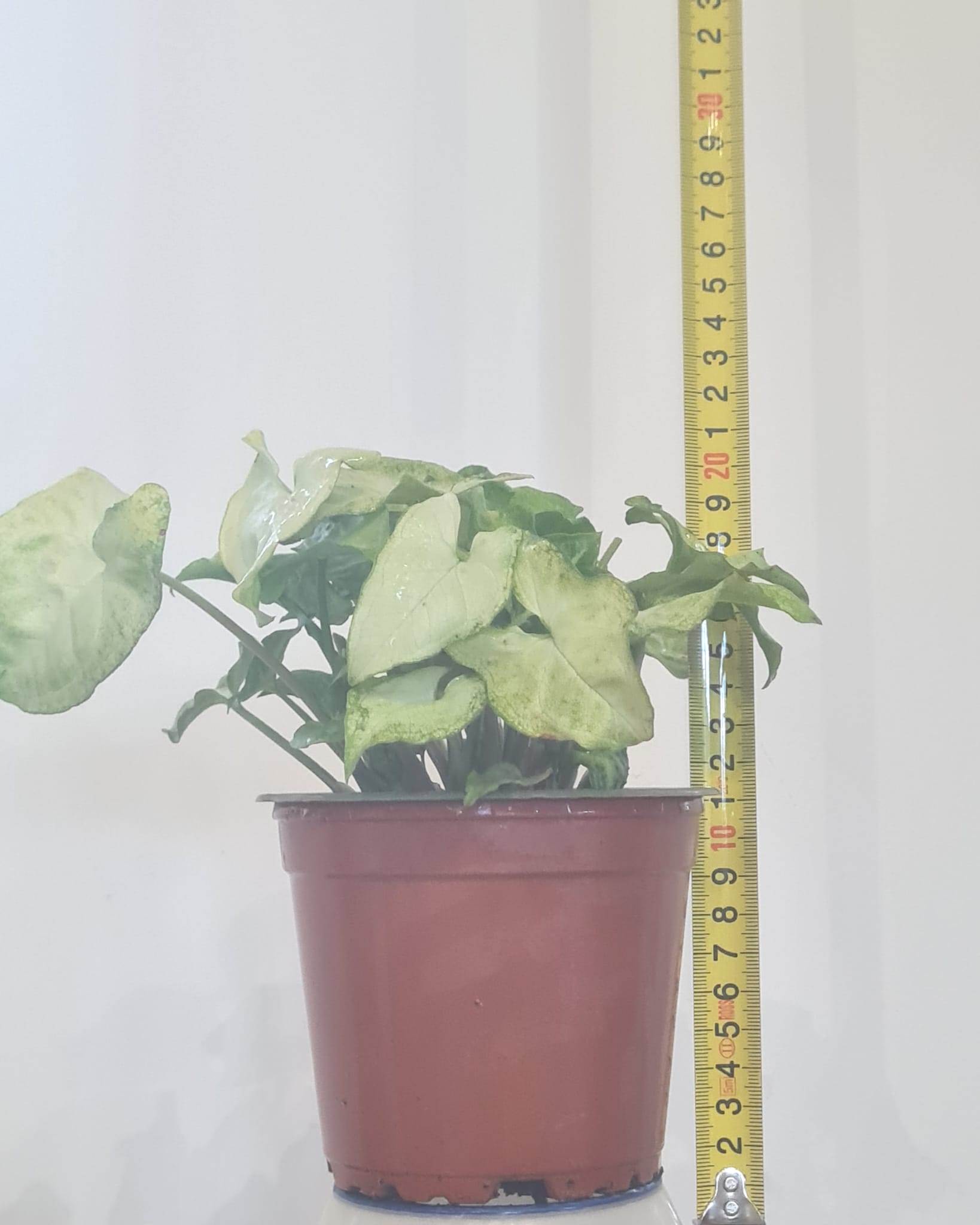 12cm White Butterfly