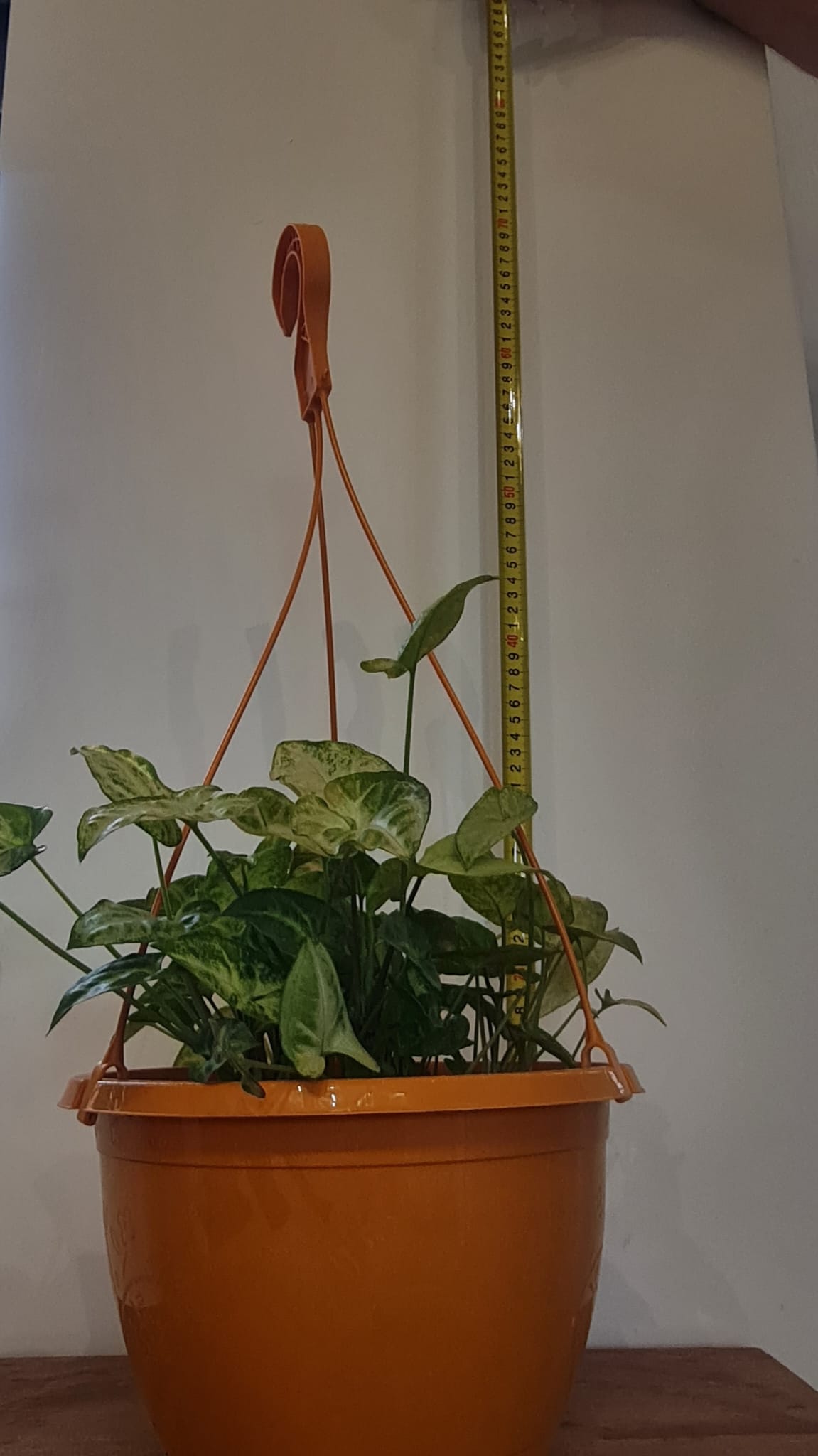 25cm Syngonium White Butterfly Hanging Bowl