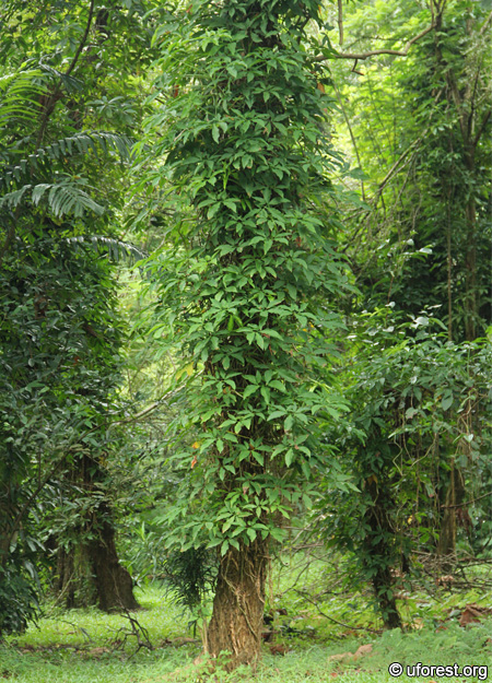 Syngonium Tree Climber